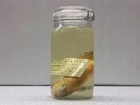 藏品(紅衣齒花鱸)的圖片